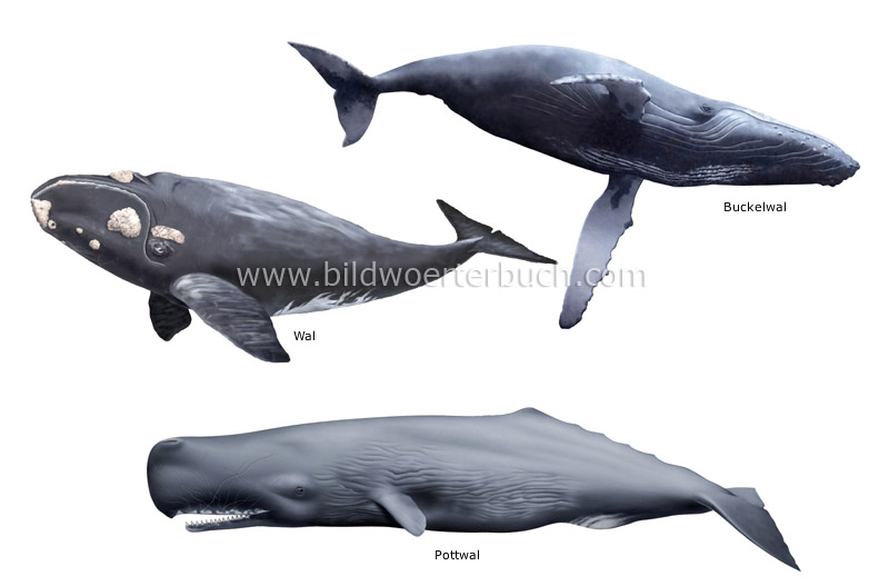 examples of marine mammals image