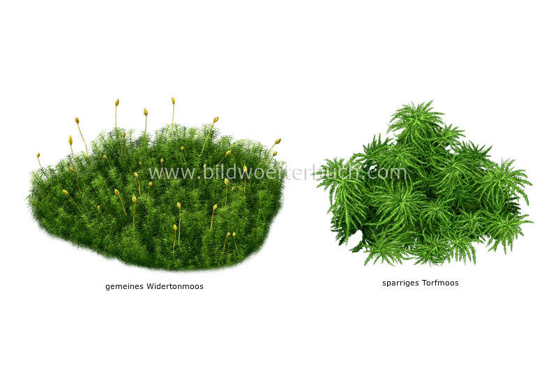 examples of mosses image