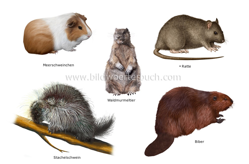 examples of rodents image