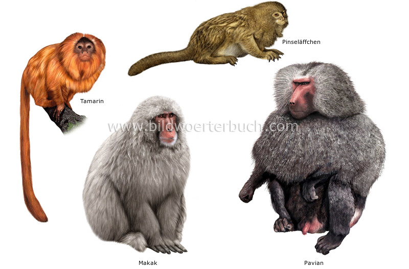 examples of primates image