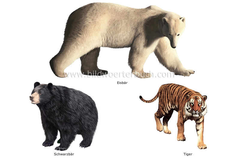 examples of carnivorous mammals image