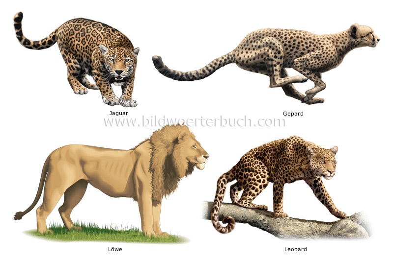 examples of carnivorous mammals image