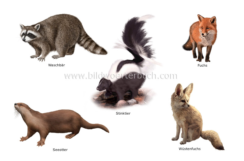 examples of carnivorous mammals image