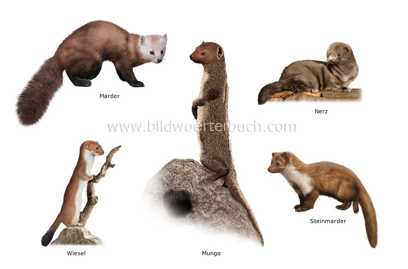 animal kingdom :: carnivorous mammals :: examples of carnivorous mammals  image - Bildwörterbuch