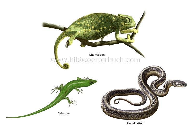 examples of reptiles image