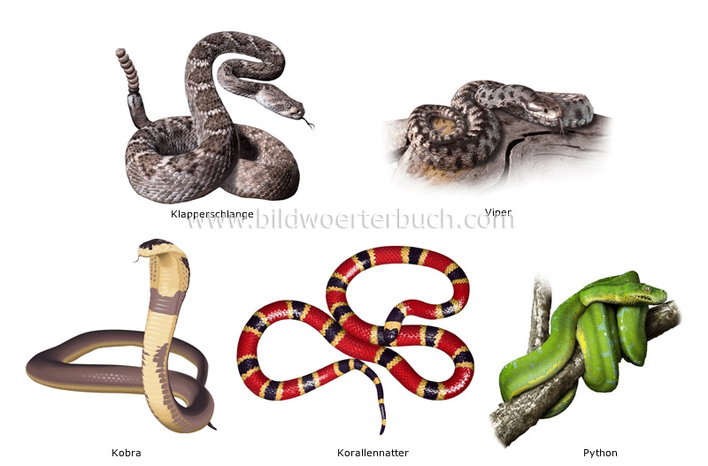 examples of reptiles image