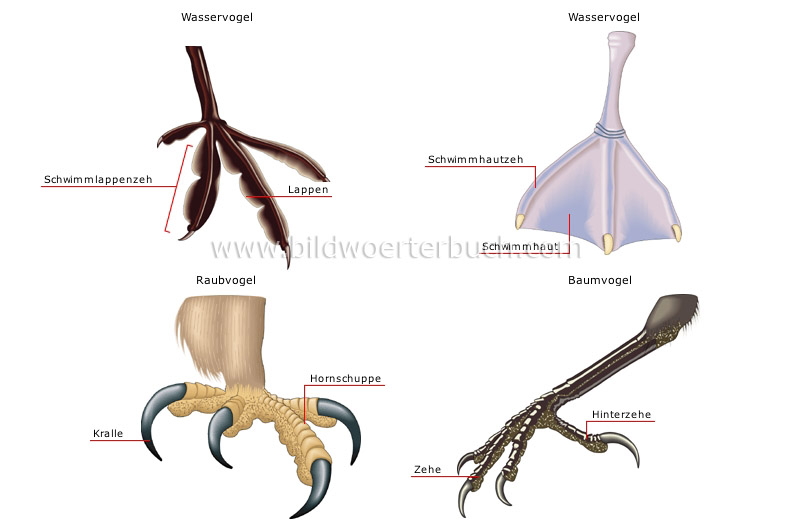 Beispiele für Vogelfüße Bild