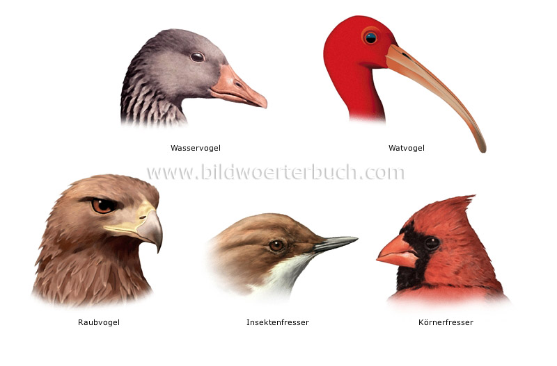 Beispiele für Vogelschnäbel Bild