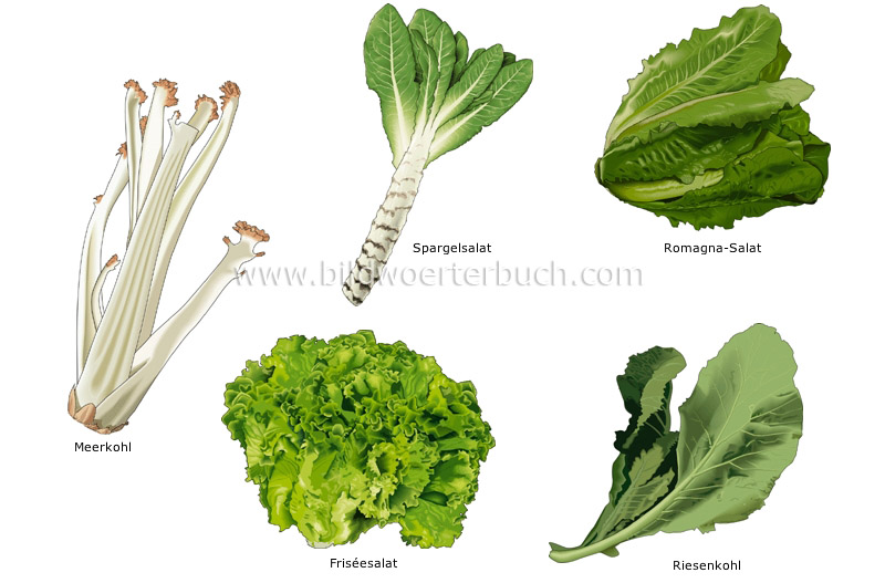 leaf vegetables image