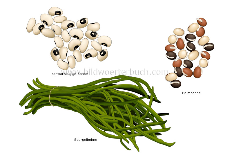 dolichos beans image