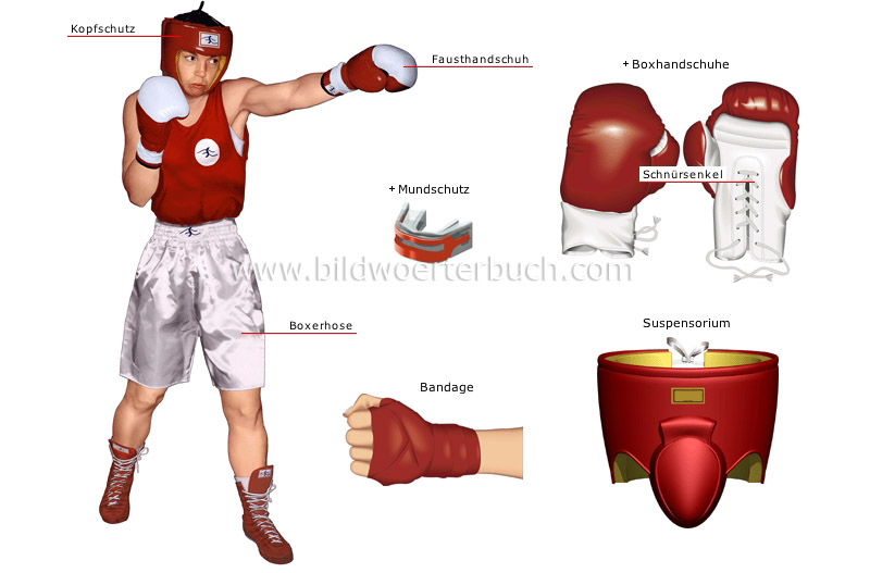 boxer image