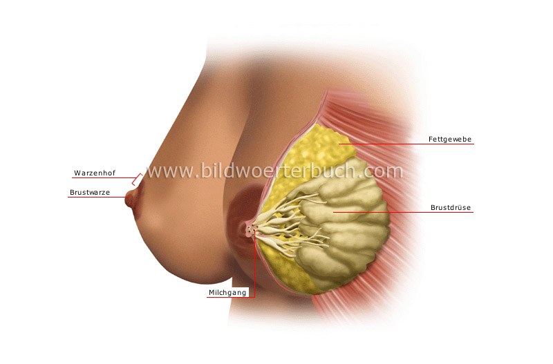 breast image