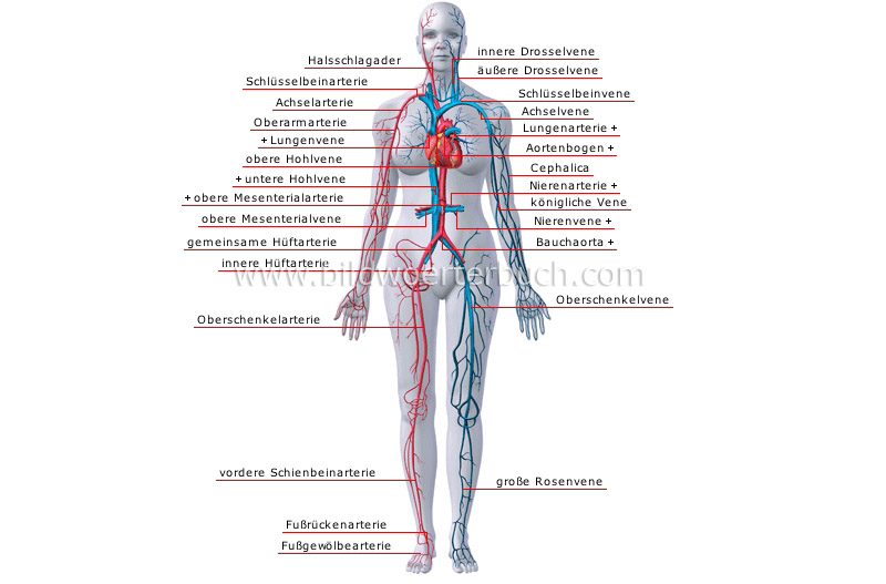 die wichtigsten Venen und Arterien Bild
