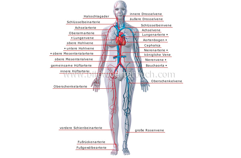 principal veins and arteries image