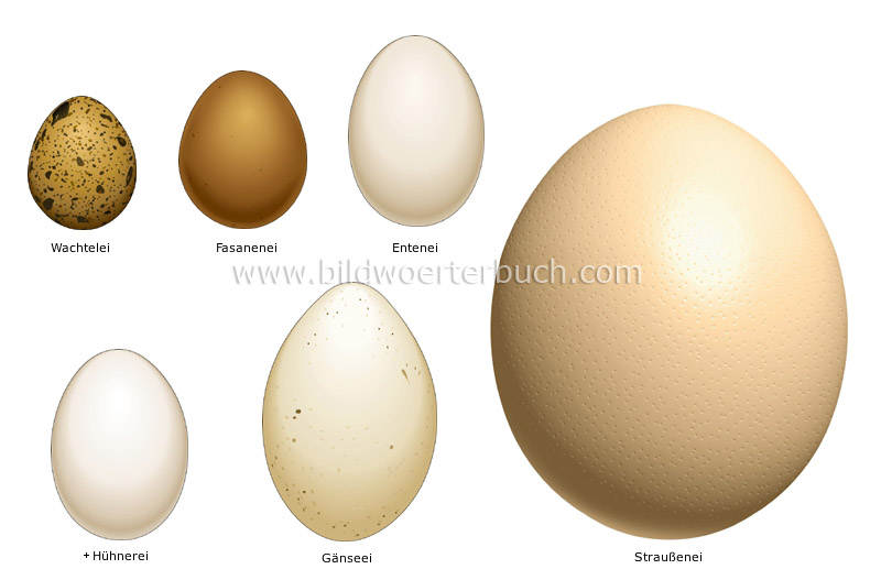 eggs image