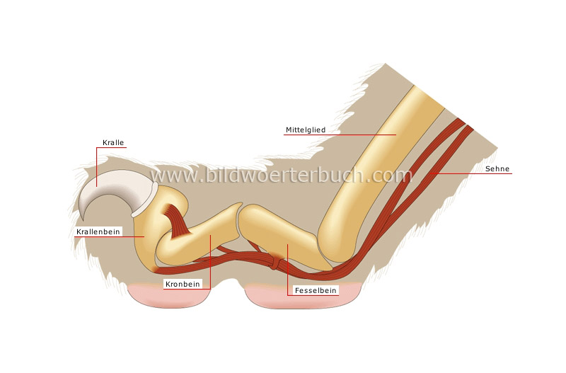 retracted claw image