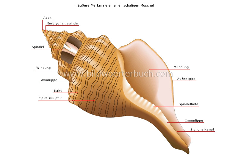 univalve shell image