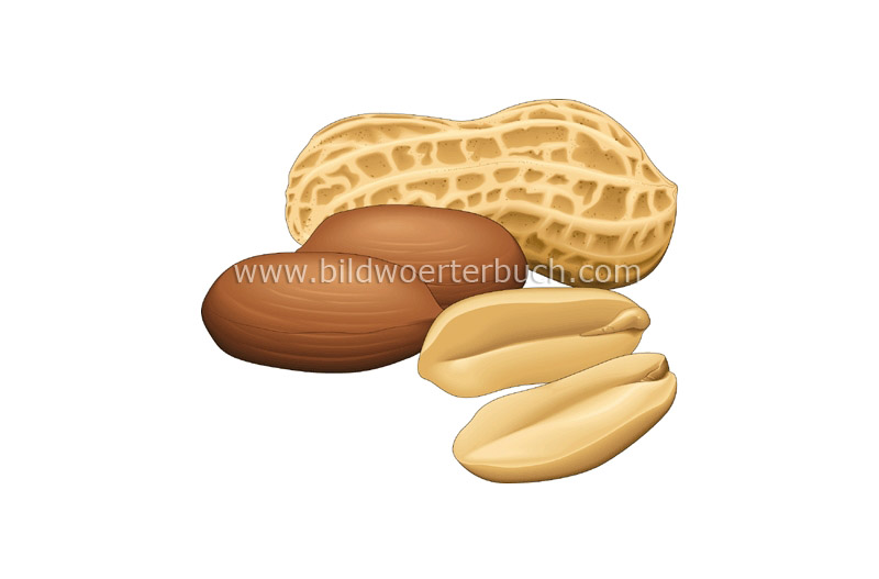 peanut image