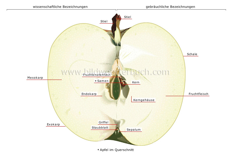 pome fleshy fruit image