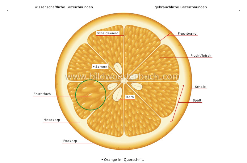fleshy fruit: citrus fruit image