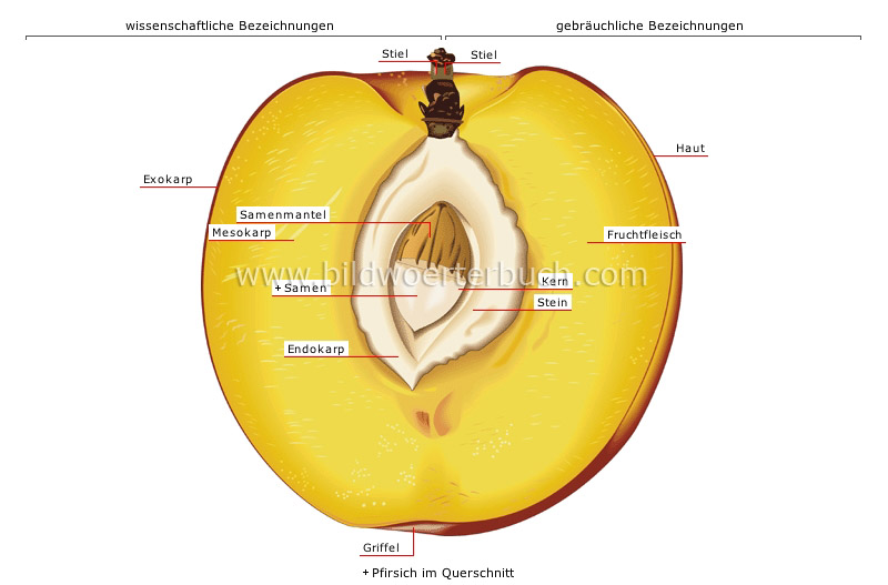 stone fleshy fruit image