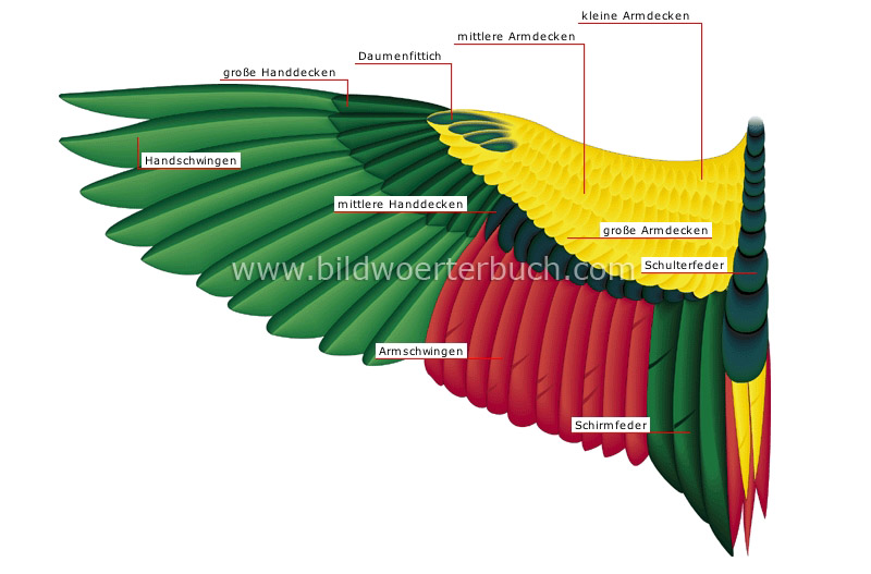 Flügel Bild