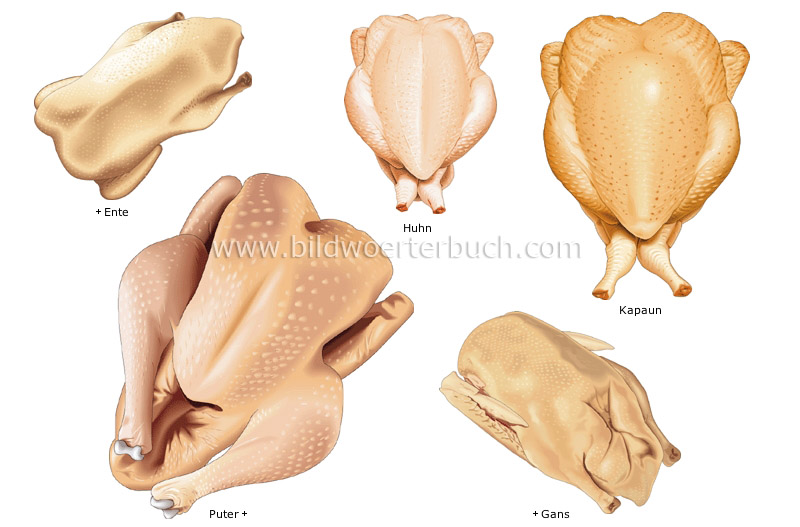 poultry image