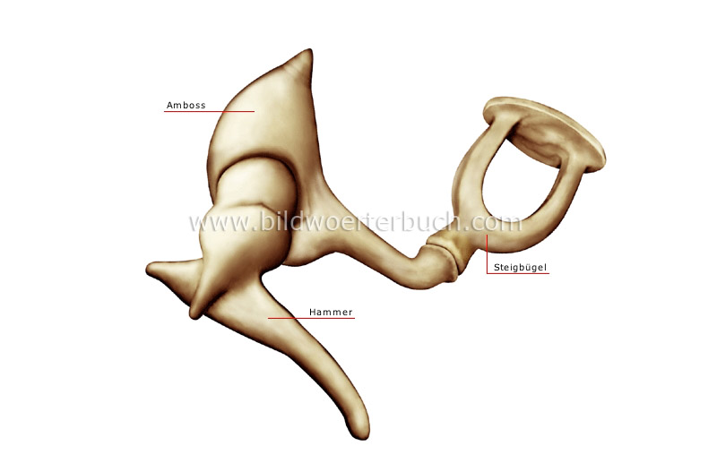 Gehörknöchelchen Bild