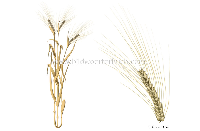 barley image