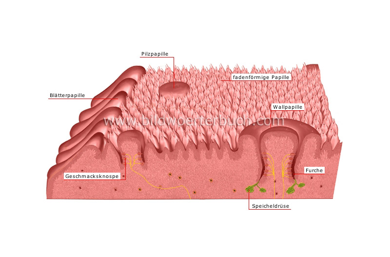 taste receptors image