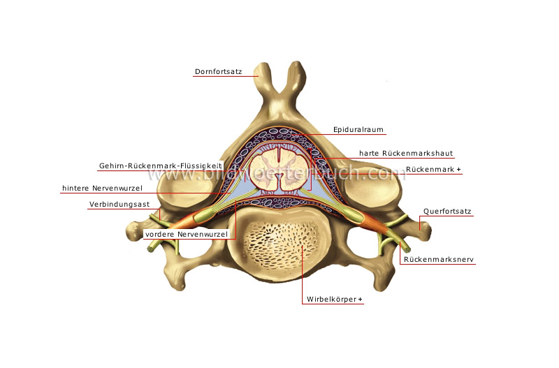 cervical vertebra image