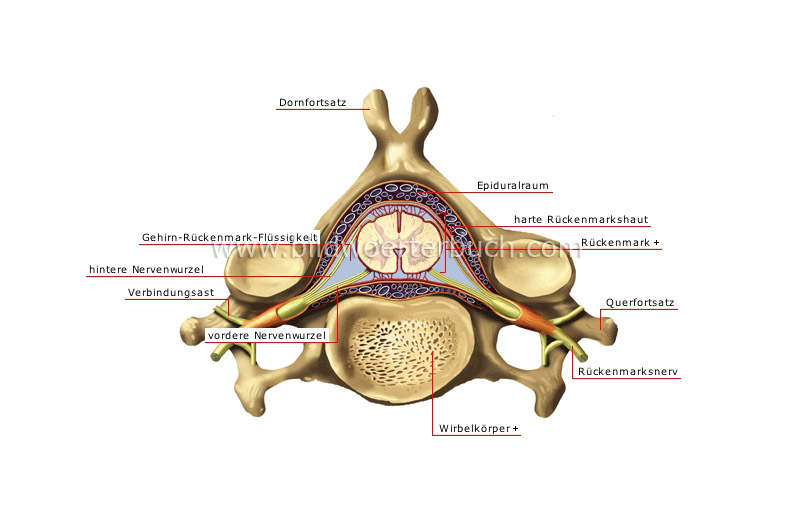 Halswirbel Bild