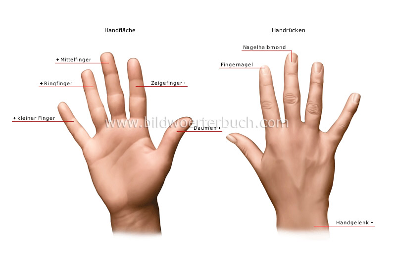 hand image