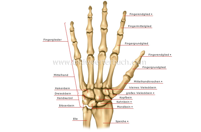 Handknochen Bild