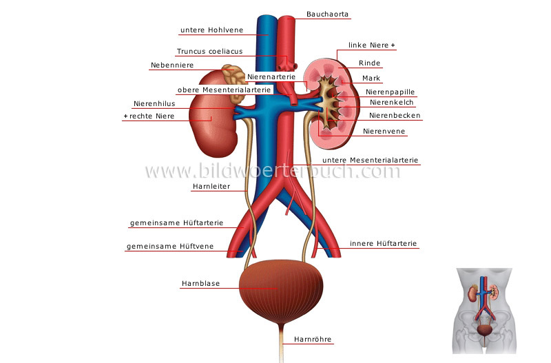 urinary system image