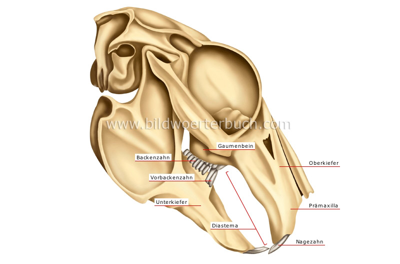 lagomorph’s jaw: rabbit image