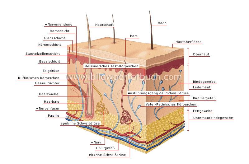 skin image