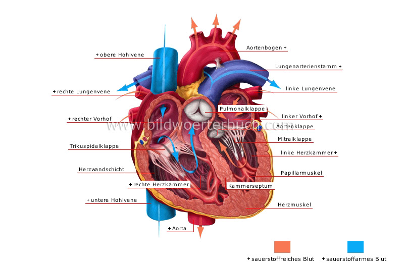 heart image