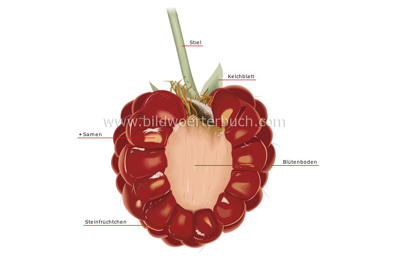 section of a raspberry image