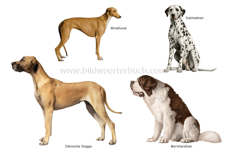 dog breeds image