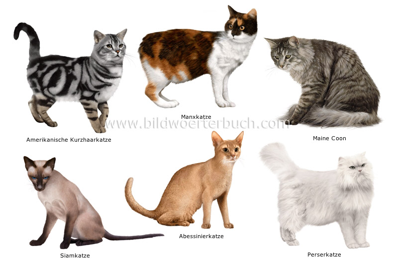 cat breeds image