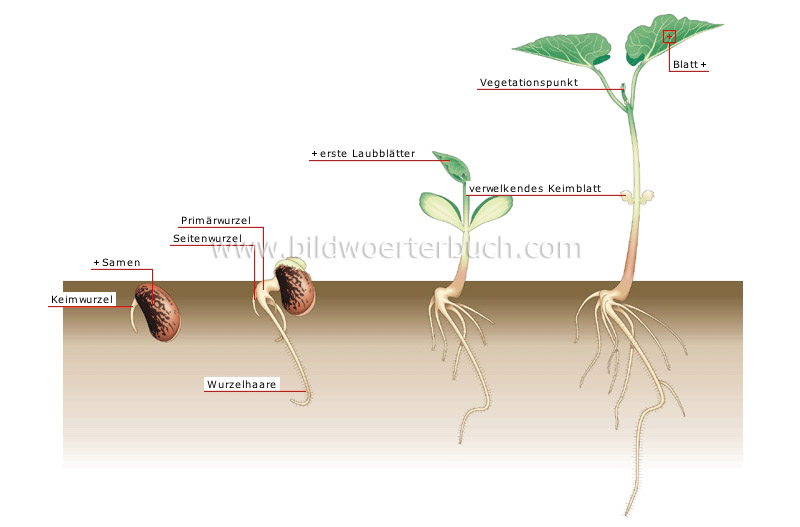 germination image