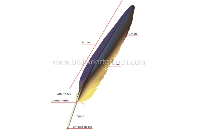 contour feather image