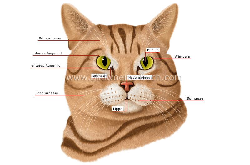 cat’s head image