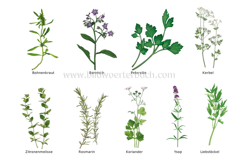 herbs image