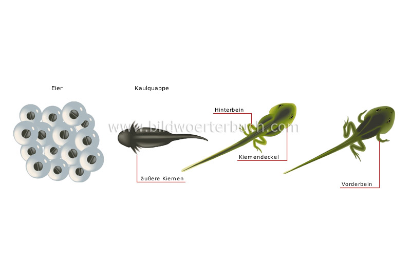 life cycle of the frog image