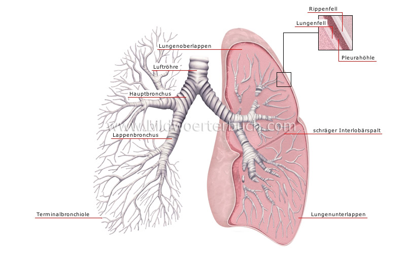 lungs image