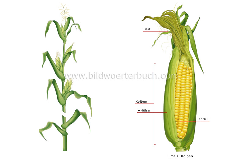 corn image