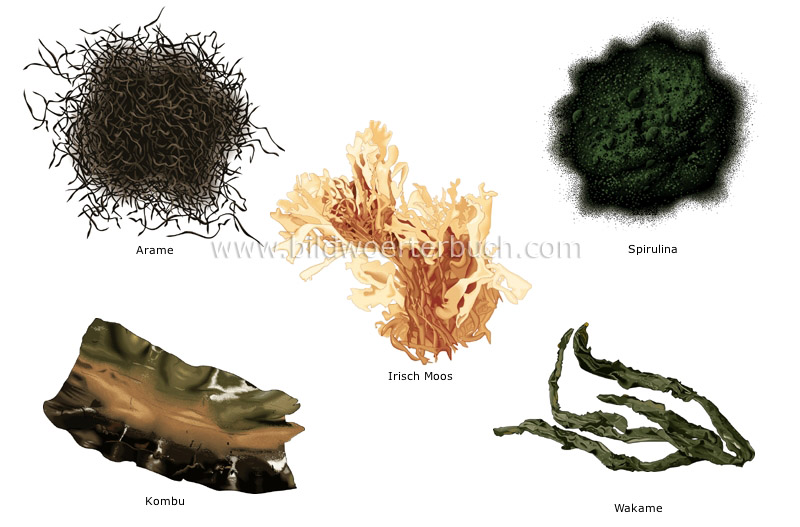 seaweed image