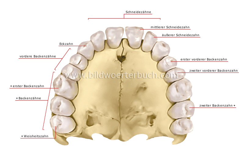 human denture image